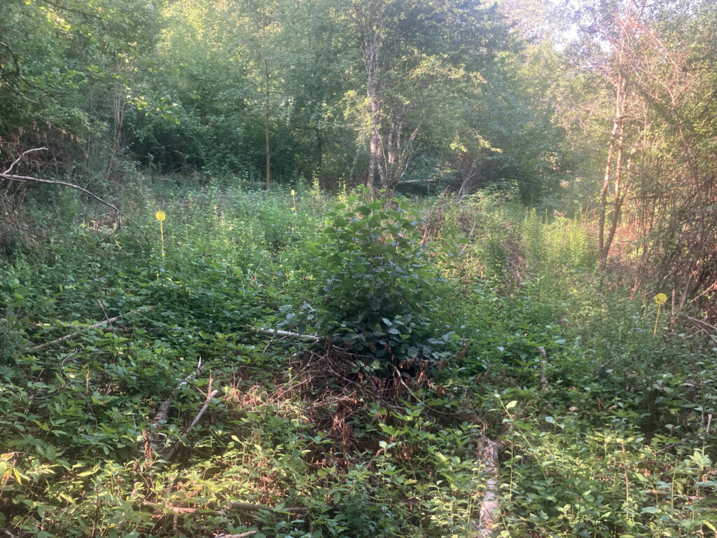 Débroussaillage et terrassement : avant